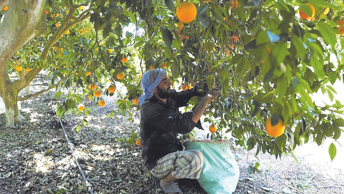 Un trabajador egipcio recoge naranjas en una finca ubicada en el país del Nilo, donde la producción citrícola no para de aumentar.