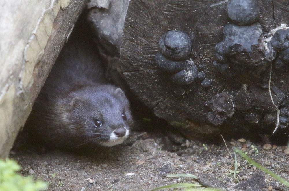 Un pequeño gibón nuevo inquilino del Zoo