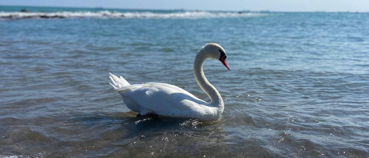 Un ejemplar de Cisne Mudo en Benicàssim