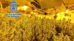 Una bombeta per cultivar marihuana gasta més electricitat que tota una família