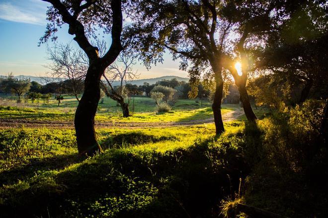 Castañar de la Sierra de Aracena, Huelva