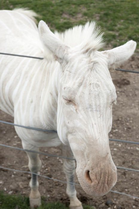 Los animales albinos más espectaculares