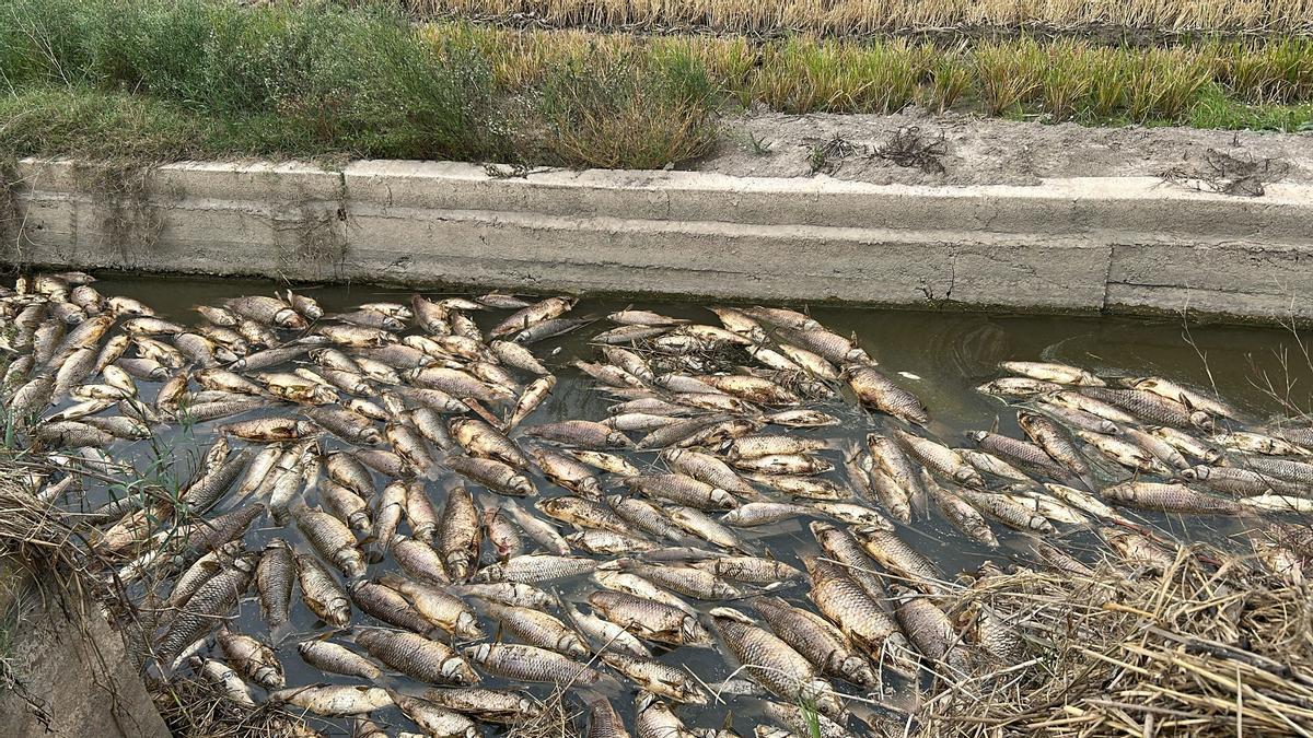 Imagen de peces muertos en una acequia fruto de la anoxia en l'Albufera