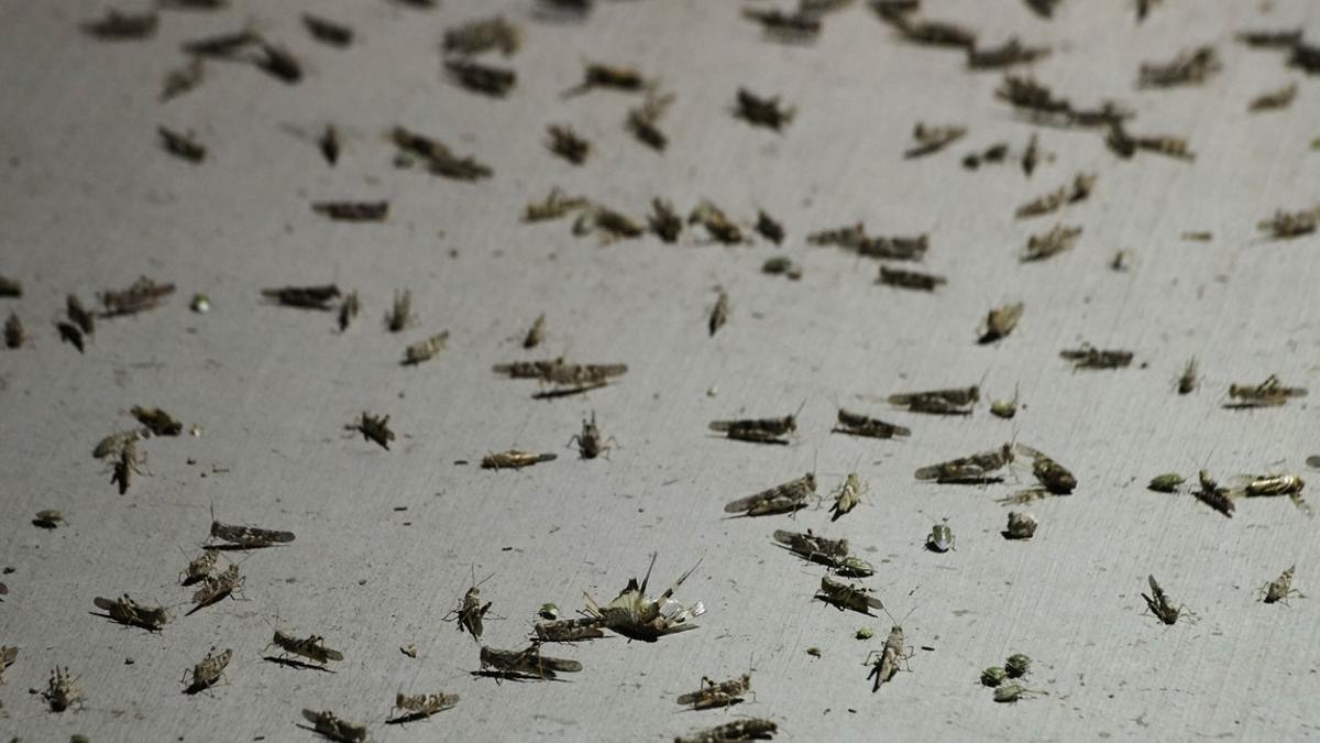 Saltamontes en una acera del centro de Las Vegas.