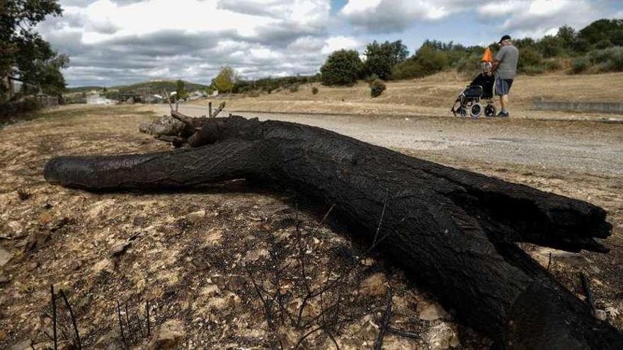 Dos vecinos pasean junto a un tronco totalmente calcinado por las llamas.