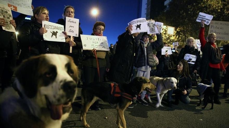 El Pacma reúne 230.000 firmas para pedir &#039;justicia&#039; para la perra Sota