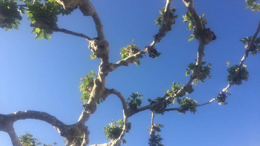 Cielo despejado en la plaza de Viriato, esta mañana.