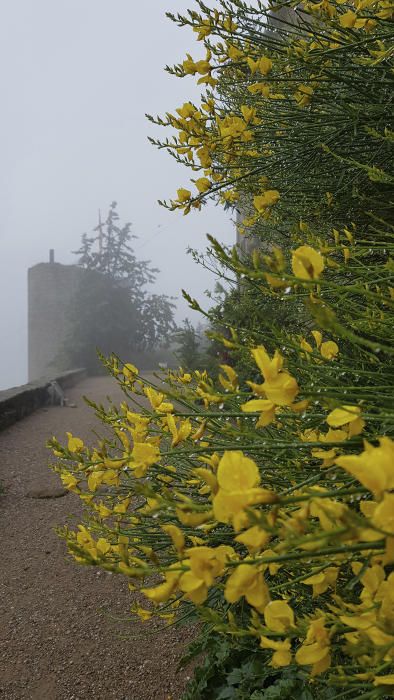 Solsonès. Les boires ronden per Castellvell, a Olius, i en primer terme hi ha les flors grogues de la ginesta. f