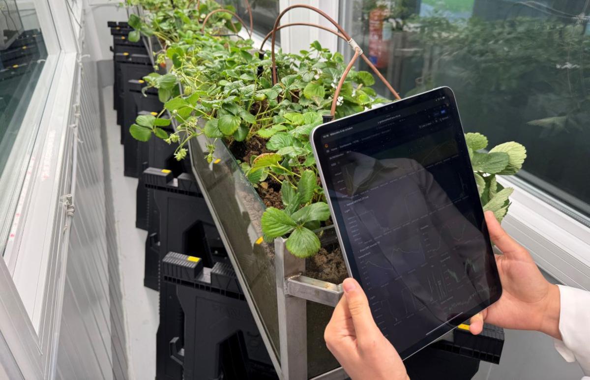 Arriba, una de las cámaras del simulador climático de la Fundación CTIC donde están siendo evaluadas las plantas de «Asturiana de Fresas». Sobre estas líneas, algunas frutas en su fase final de maduración, dentro de la plantación de Posada.