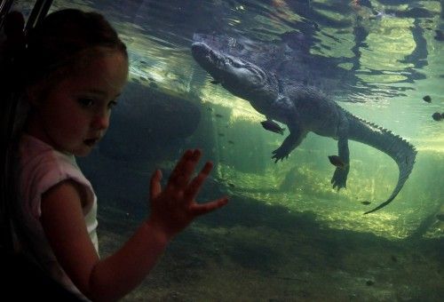 Una niña mira a Rex, un cocodrilo, que pesa 700 kg (1,543.2 libras), nadando a través de su depósito en Wild Life Zoo Sydney 03 de octubre 2012. Rex tuvo su primera comida hoy, después de tres meses de hibernación