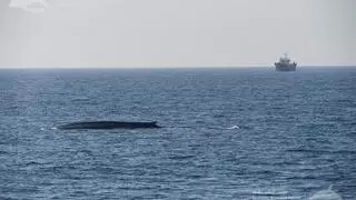 Las ballenas de las Rías Baixas, también en otoño