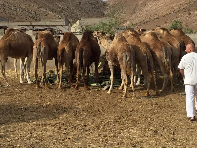 Coronavirus en Canarias | Camellos que pasean a los turistas en Timanfaya