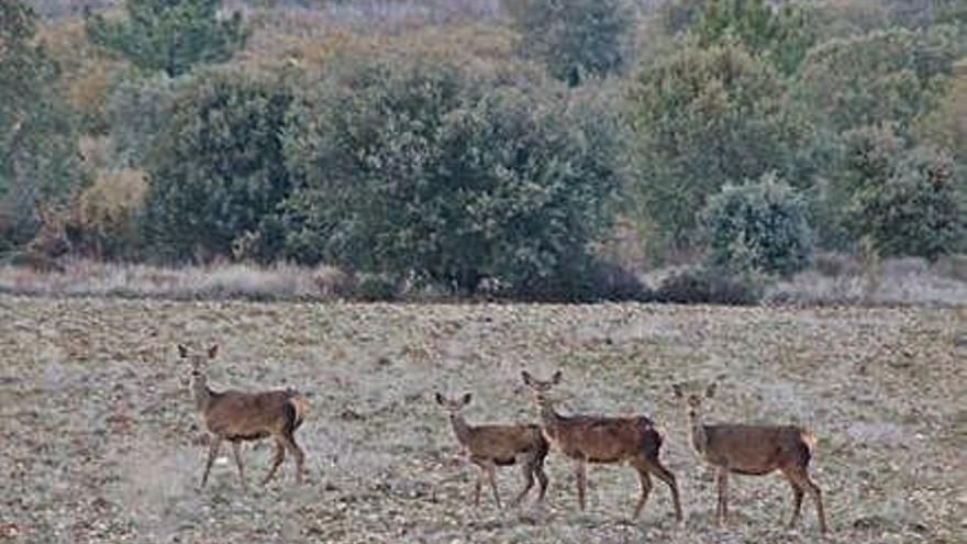 Un grupo de ciervas pasta en una parcela de Otero de Bodas.