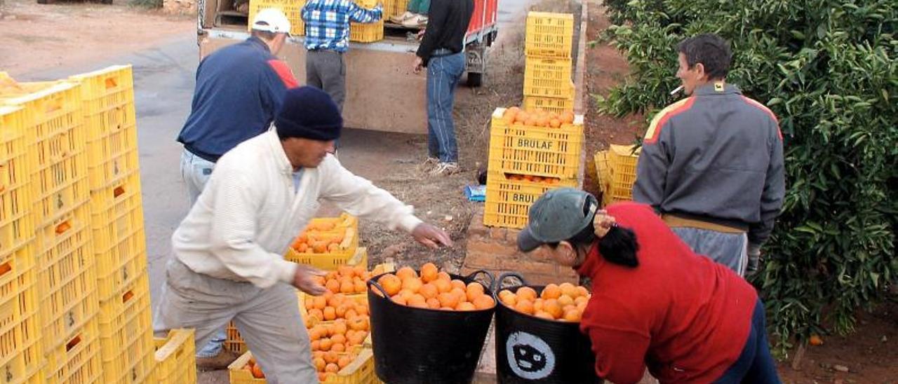 Un grupo de inmigrantes trabaja en labores de recolección de cítricos en Castelló . | LEVANTE-EMV