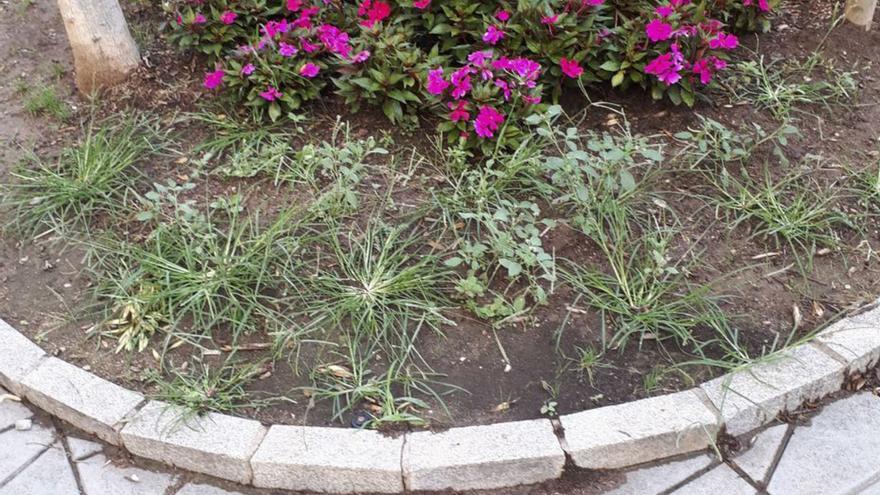 Un parterre amb males herbes al carrer Josep Maria Planes