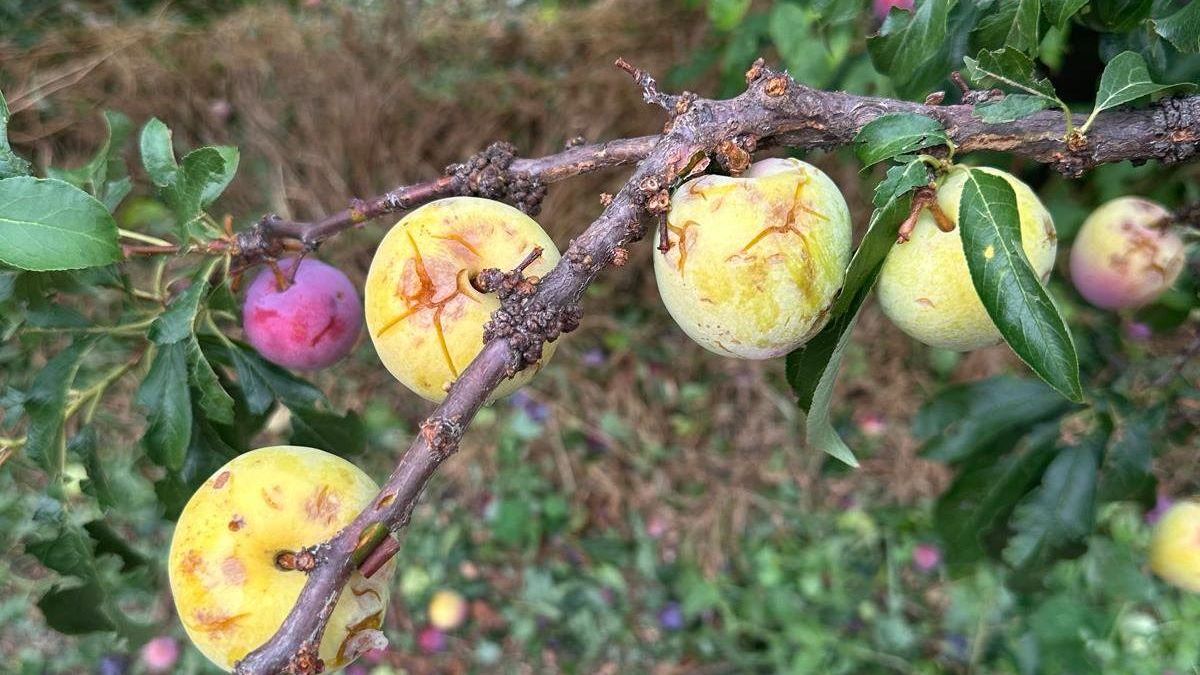 Ciruelas dañadas tras la tormenta en campos del Noroeste.