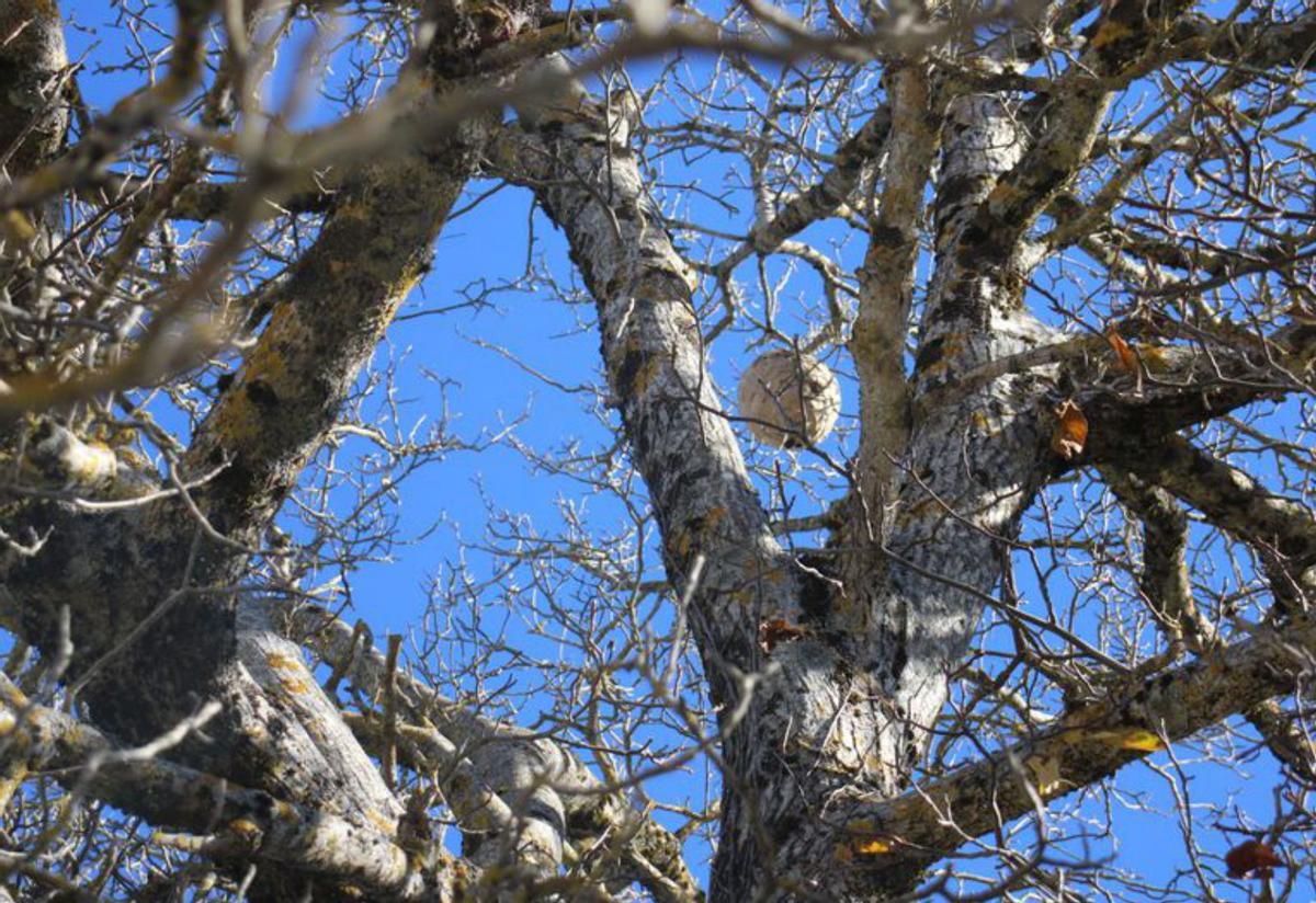 La invasora avispa velutina coloniza los cascos urbanos de la comarca | ARACELI SAAVEDRA