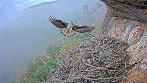 Una cámara de alta definición permite seguir la nidificación de águilas en el Parque Natural de Sant Llorenç del Munt i l'Obac