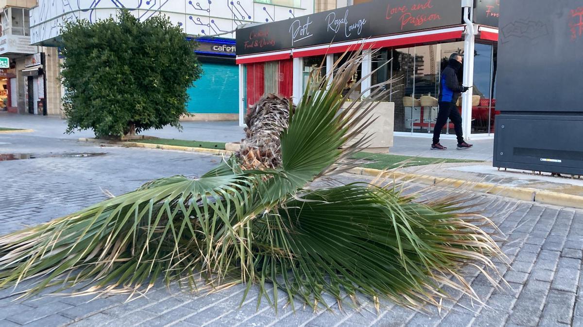 La palmera sobre el pavimento junto a una de las terrazas del paseo de Juan Aparicio de Torrevieja