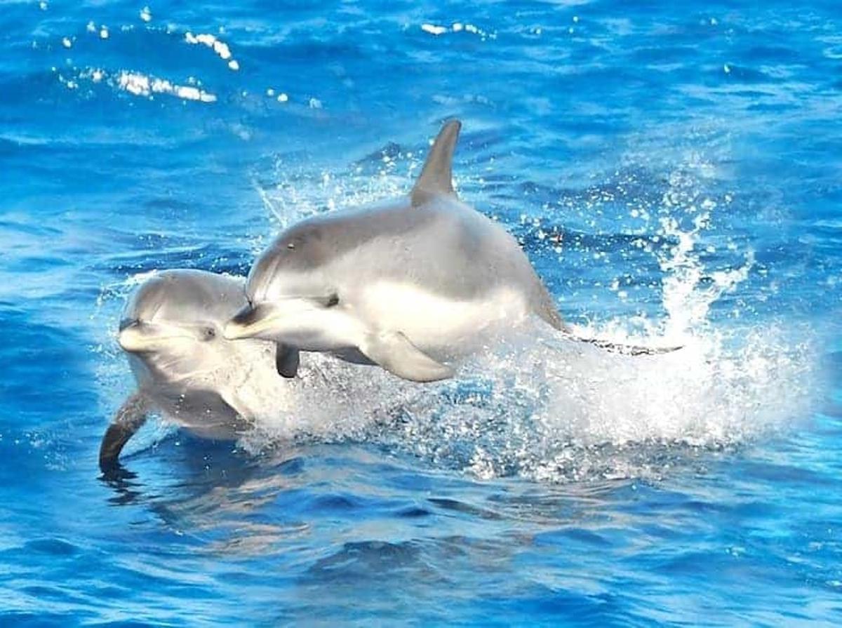 Ver delfines en libertad