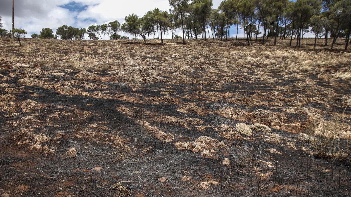 Imagen del estado en el que ha quedado el Cerro de los Pinos tras el incendio del jueves.