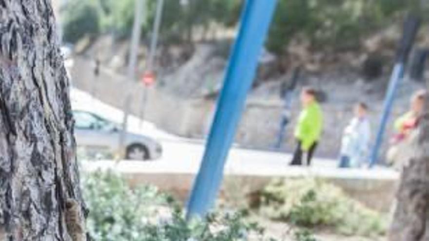 Imagen de las bolsas de procesionaria que invaden los pinos, con el torreón de San Fernando en segundo plano. A la derecha, las orugas ayer de «excursión» con niños al fondo.