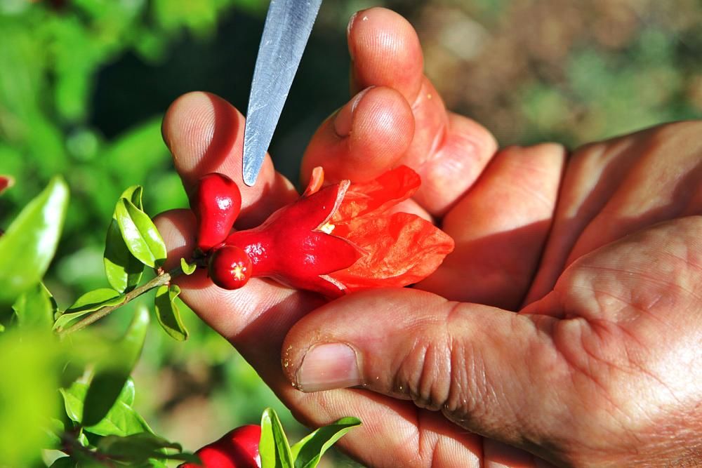 Auf der Bio-Finca S’Hort de Son Morro wachsen rund 500 Bäume, die ab jetzt reife Granatäpfel tragen. Besitzer José Romero weiß, welche Sorten besonders gut munden – und wie man die Früchte am besten s