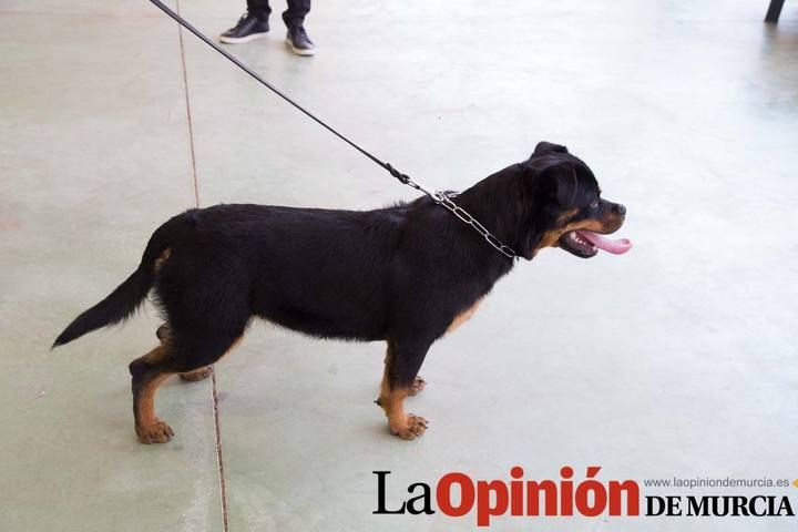 Concurso canino en Caravaca