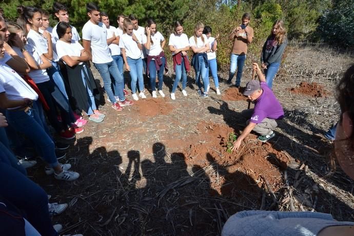 REPOBLACIÓN FORESTAL FONTANALES MOYA