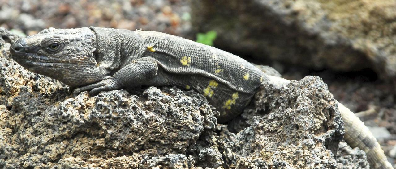 Uno de los lagartos gigante en el Centro de Conservación de El Hierro . | | E.D