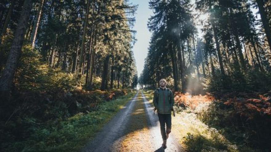 Ein richtiger Wald! So könnte der Urlaub im Weserbergland aussehen.