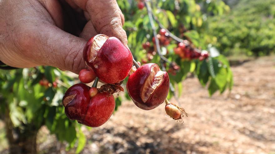 La Unió pide cambios en el seguro de la cereza para cubrir los daños por la lluvia