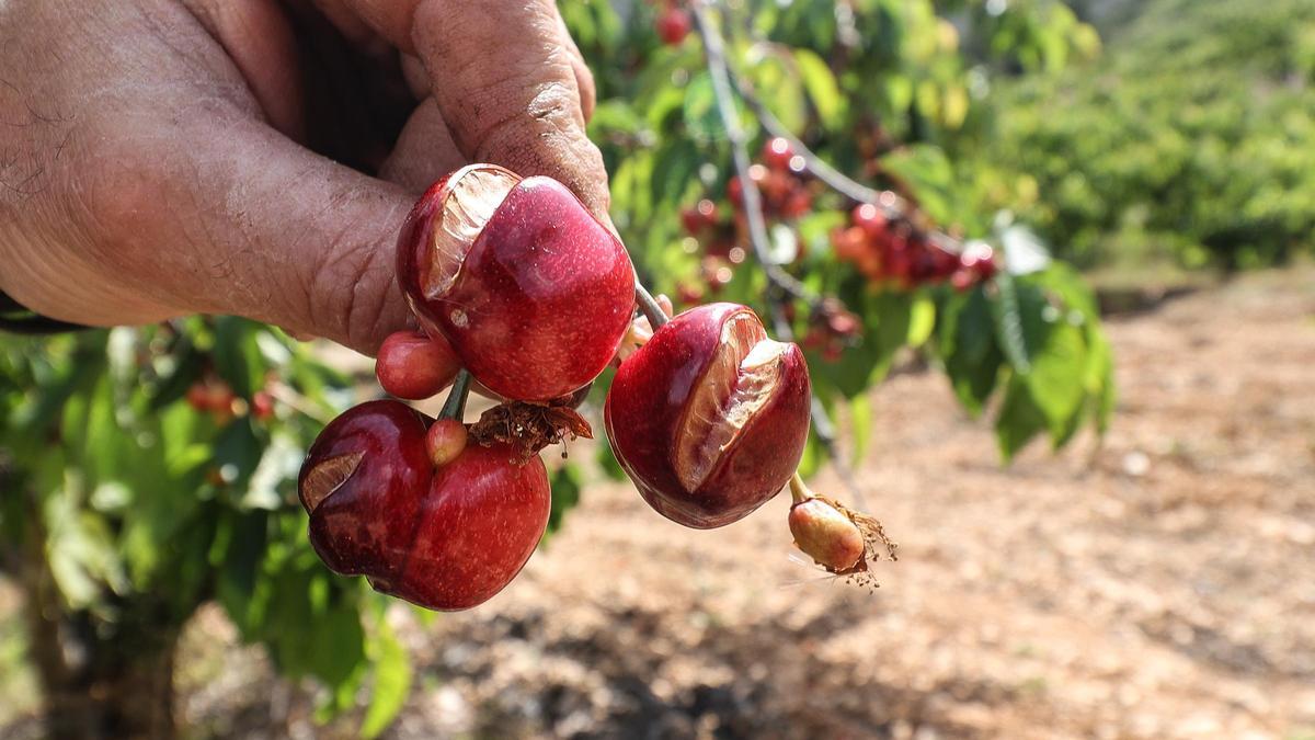 Las lluvias merman la producción de cerezas