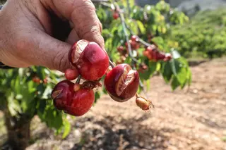 Los desastrosos efectos de un mes de calor veraniego en la huerta de la provincia de Alicante