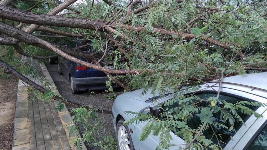 Una rama ha dañado dos vehículos en el Parque Empresarial de Torrellano