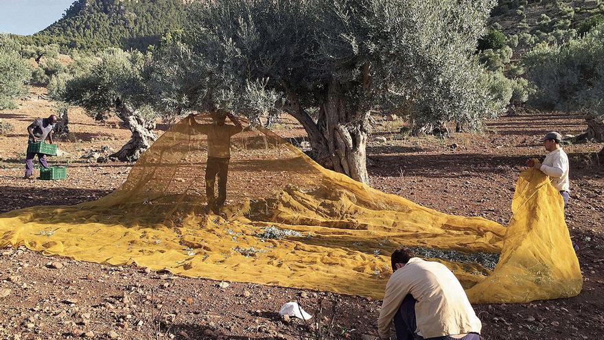 Eigene Traumfinca in der Tramuntana - wie geht das?