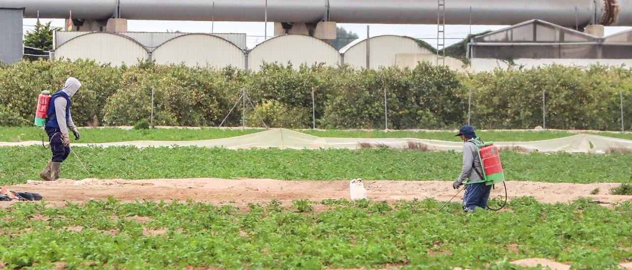 Jornaleros trabajando en una explotación de la Vega Baja regada con agua del Tajo