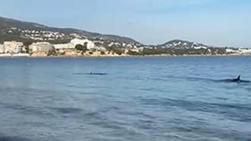 Delfine am Strand von Palmanova.
