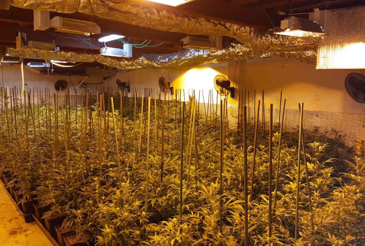 La policia decomissa 1.040 plantes de marihuana a Gavà La policia decomissa 1.040 plantes de marihuana a Gavà