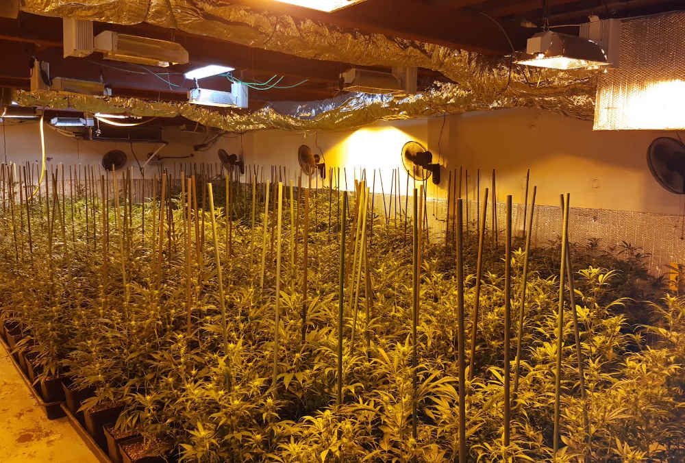 Plantación interior de marihuana en Gavà