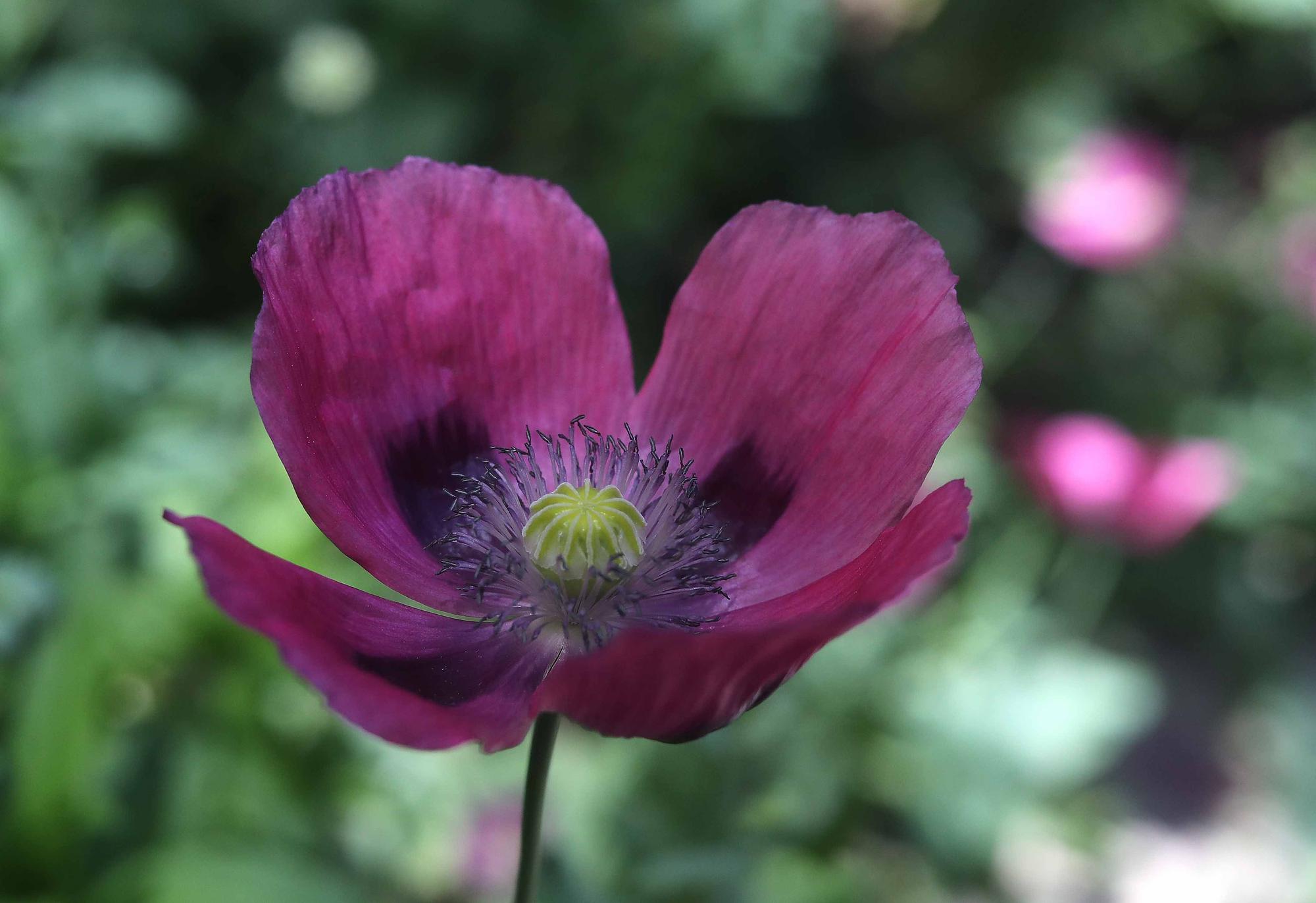 Las flores del Jardín Botánico en primavera