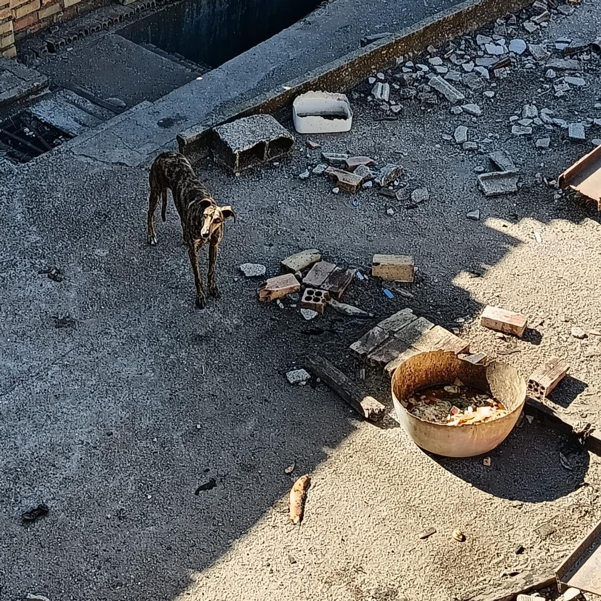 Galgos abandonados y famélicos en un solar de una nave en ruinas en El Viso del Alcor (Sevilla)