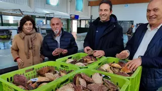 Bueu y Cangas rozan los 15.000 kilos de vieira y esperan ampliar la campaña