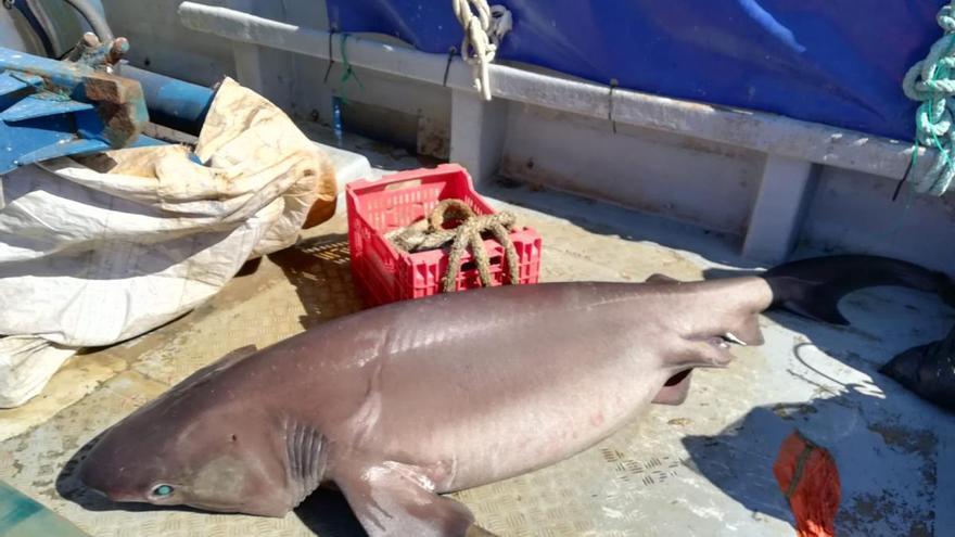 Capturan un tiburón de más de 90 kilos en aguas de Castelló