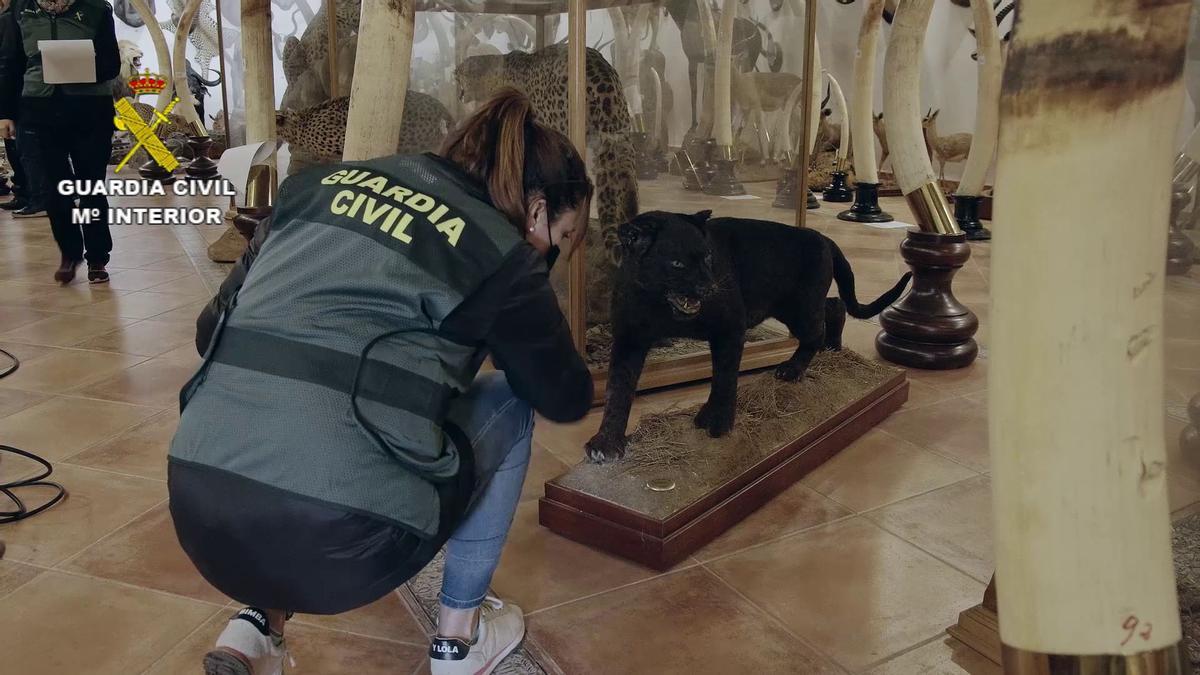 FOTOS | Las imágenes de la colección de animales disecados hallada en Bétera, la más grande de España FOTOS | Las imágenes de la colección de animales disecados hallada en Bétera, la más grande de España
