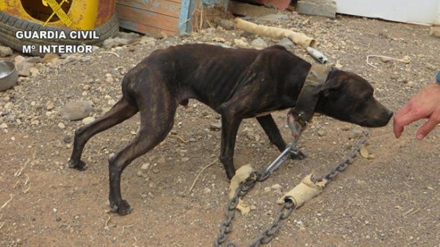 Uno de los perros encontrados en estado de abandono