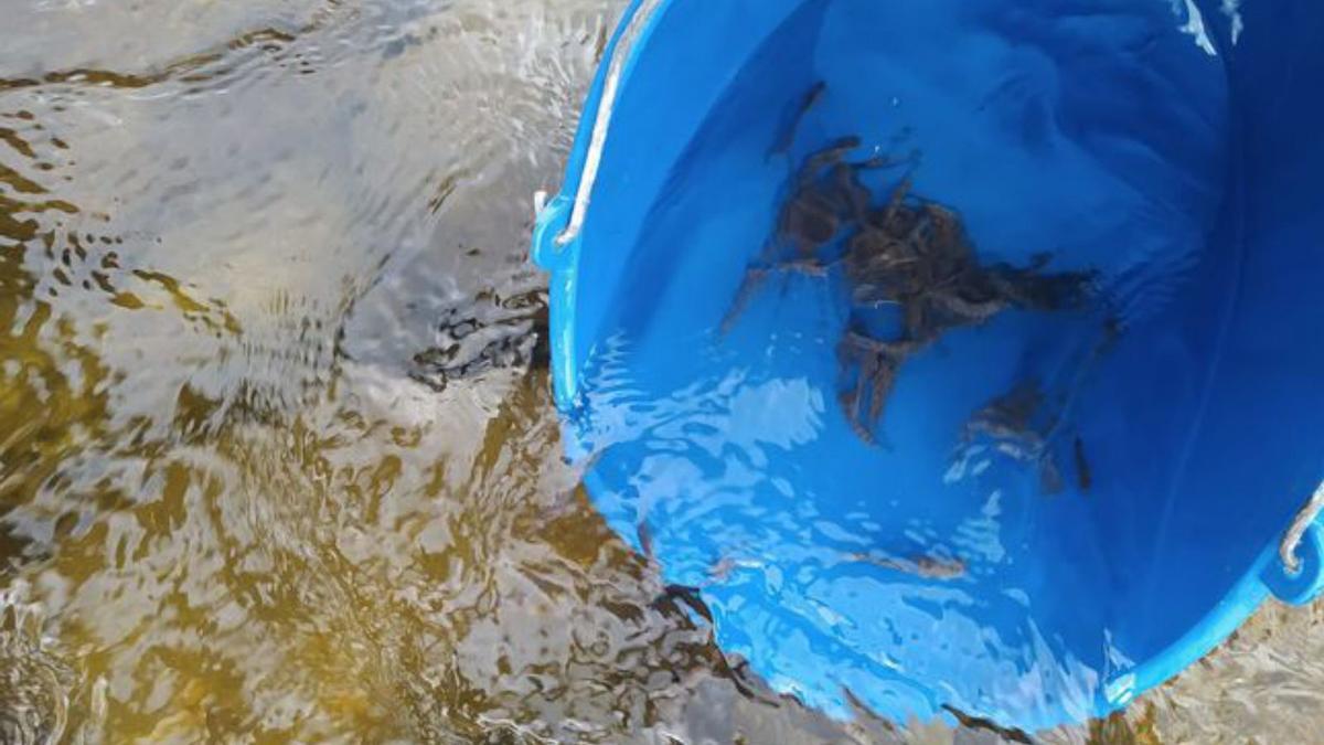 Los pescadores sueltan 85.000 alevines al Nalón, la "única forma de tenerlo con vida"