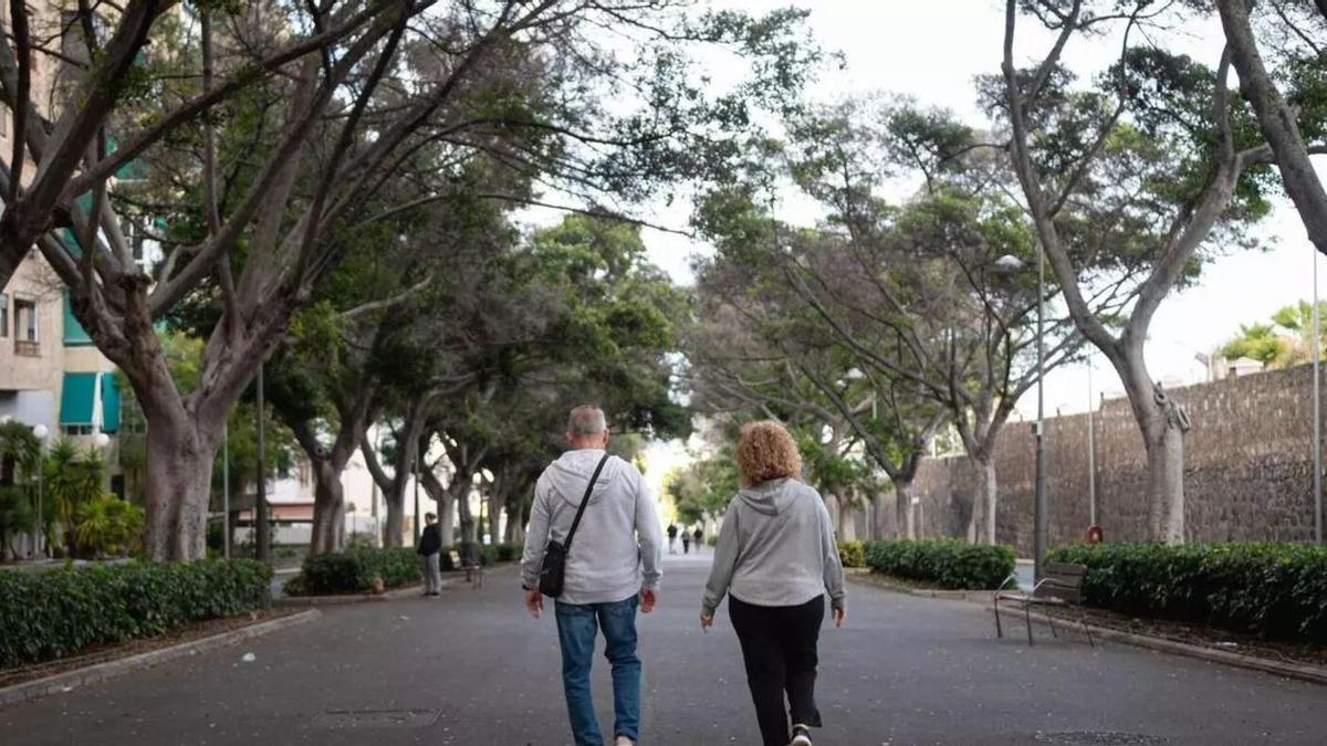 Árboles en la Rambla de Santa Cruz de Tenerife