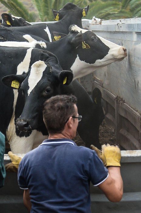 El Cabildo recibe 33 vacas