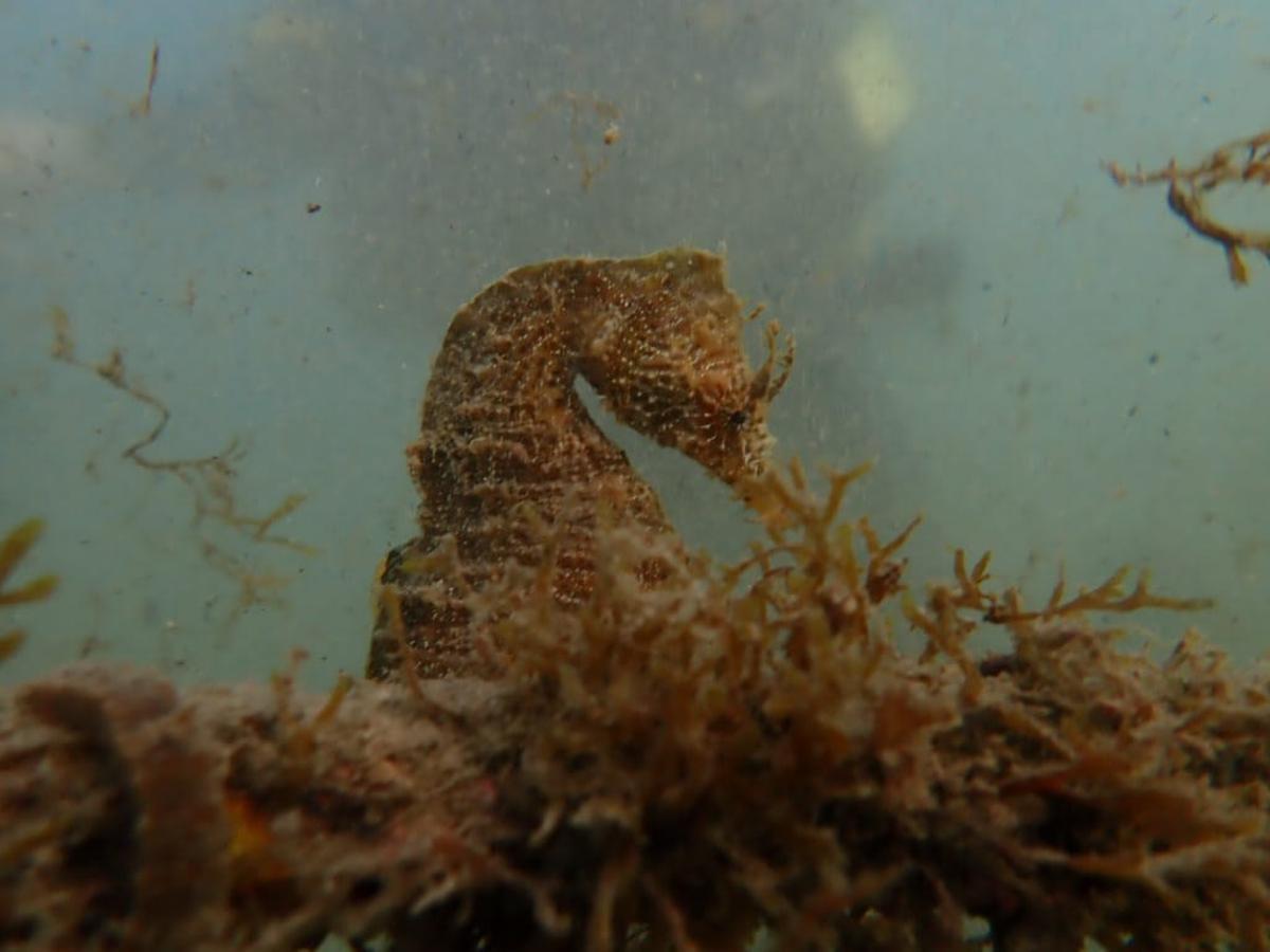 Las algas destruyen la especies autóctonas y cimentan el fondo del mar. En la imagen un caballito en el Estrecho.